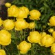 Burbulis ‘Lemon Supreme’
