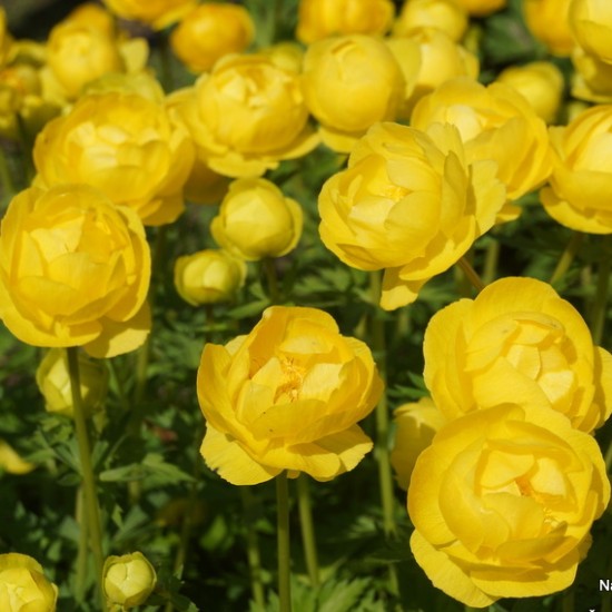 Burbulis ‘Lemon Supreme’