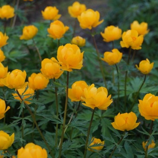 Burbulis ‘Golden Lady‘