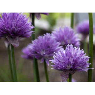 Laiškinis česnakas 'Purple One'