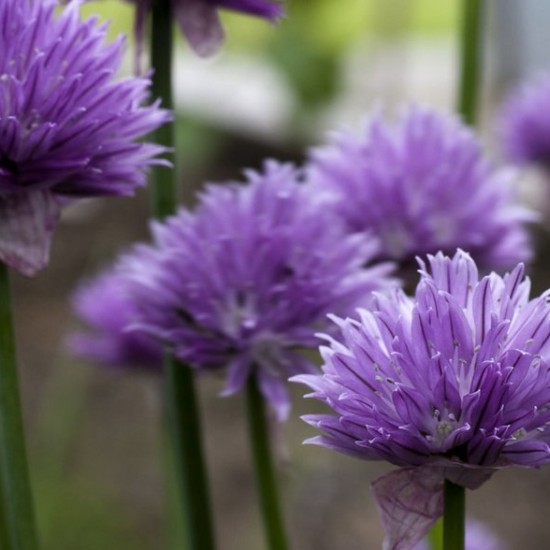 Laiškinis česnakas 'Purple One'