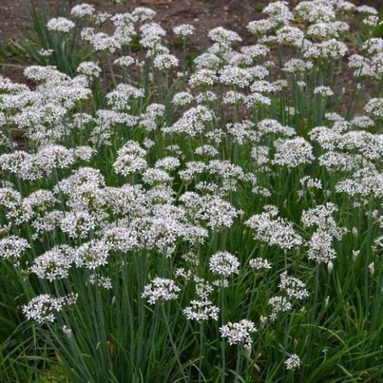 Gumbinis česnakas