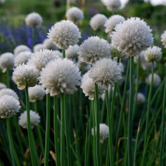 Laiškinis česnakas ‘Wallington White’