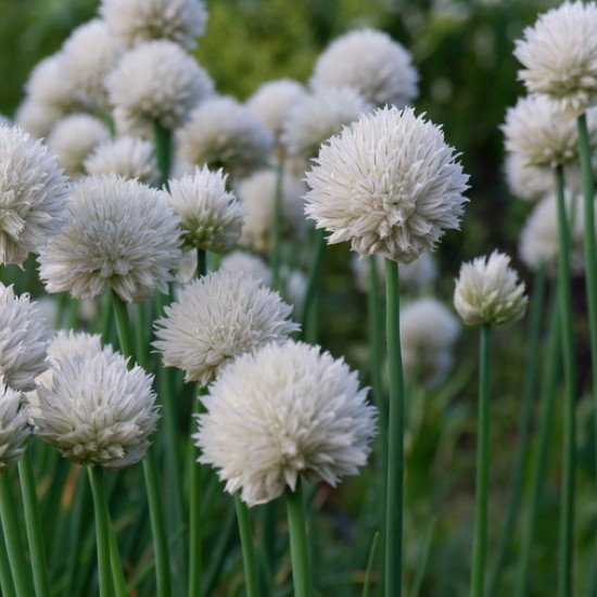 Laiškinis česnakas ‘Wallington White’