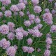 Laiškinis česnakas ‘Curly Mauve’