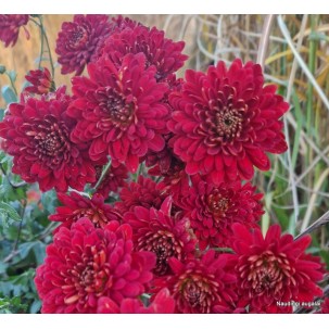 Chrizantema 'Brockenfeuer'