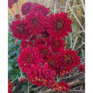 Chrizantema 'Brockenfeuer'
