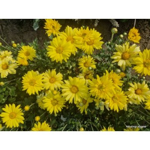 Chrizantema 'Early Yellow'