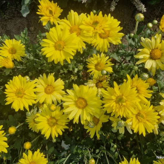 Chrizantema 'Early Yellow'