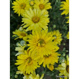Chrizantema 'Early Yellow'