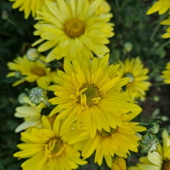 Chrizantema 'Early Yellow'