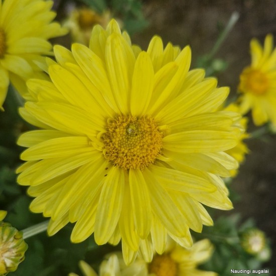 Chrizantema 'Early Yellow'
