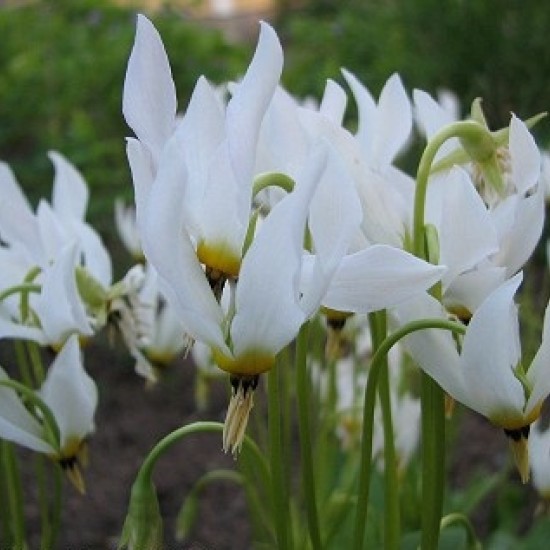 Dvylikadeivė ‘Alba’