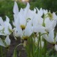 Dvylikadeivė ‘Alba’