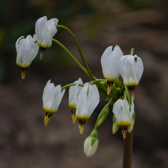 Dvylikadeivė ‘Alba’