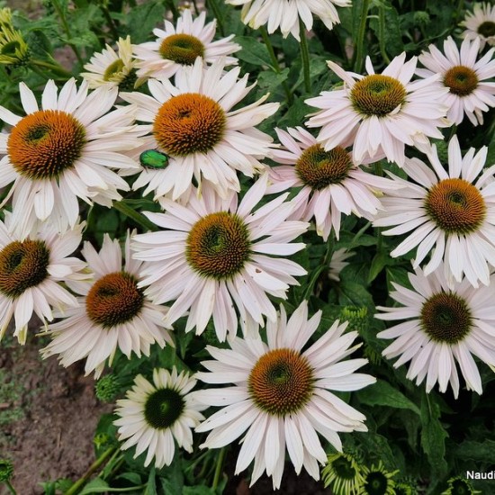 Ežiuolė ‘Fragrant Angel’