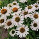 Ežiuolė ‘Fragrant Angel’