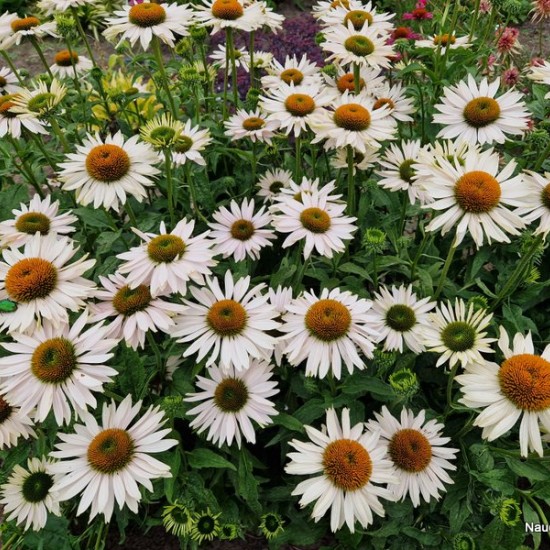Ežiuolė ‘Fragrant Angel’