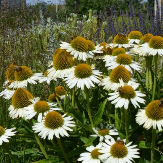Ežiuolė 'Meditation White'