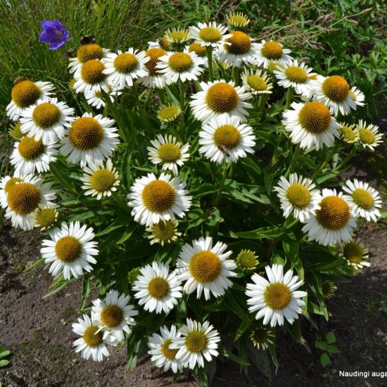 Ežiuolė 'Meditation White'