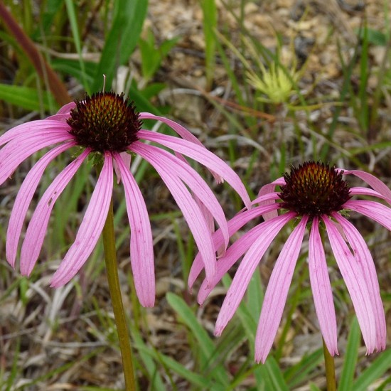 Ežiuolė (Echinacea simulata)