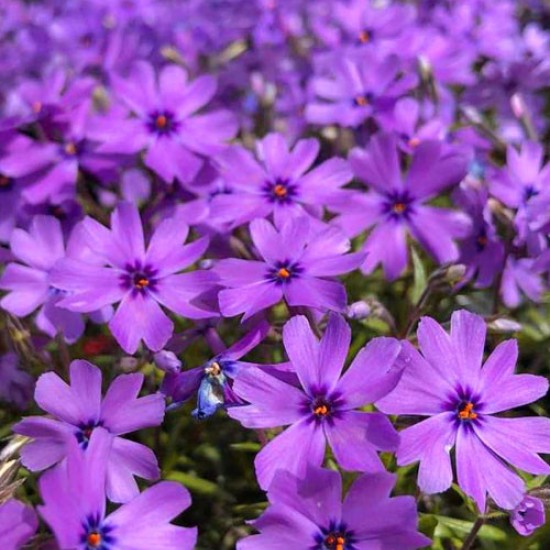 Flioksas ‘Purple Beauty’