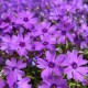Flioksas ‘Purple Beauty’