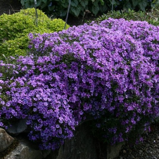 Flioksas ‘Purple Beauty’
