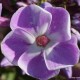 Šluotelinis flioksas ‘Katherine‘