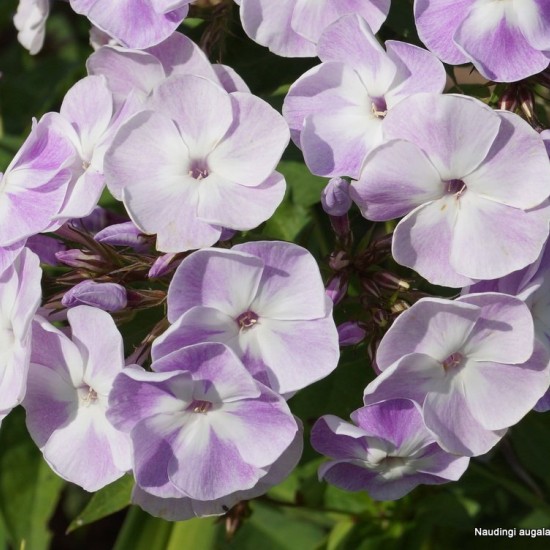 Šluotelinis flioksas ‘Katherine‘
