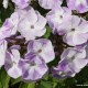 Šluotelinis flioksas ‘Katherine‘