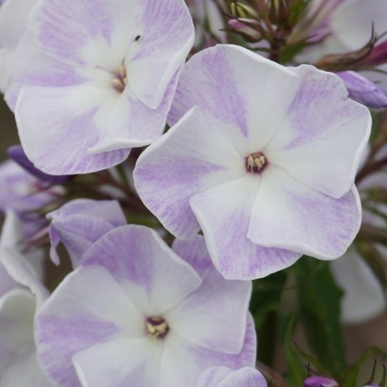Šluotelinis flioksas ‘Katherine‘