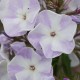 Šluotelinis flioksas ‘Katherine‘