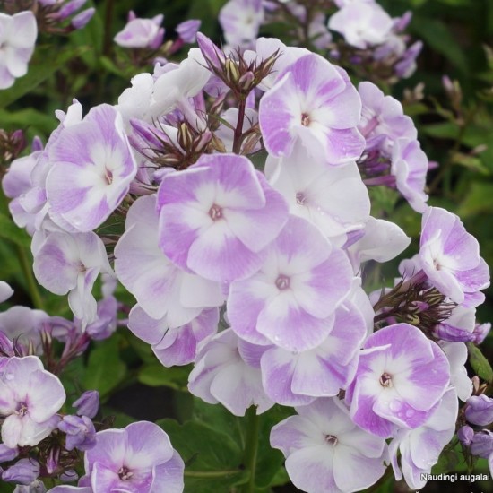 Šluotelinis flioksas ‘Katherine‘