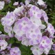 Šluotelinis flioksas ‘Katherine‘