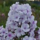 Šluotelinis flioksas ‘Lavender Cloud‘