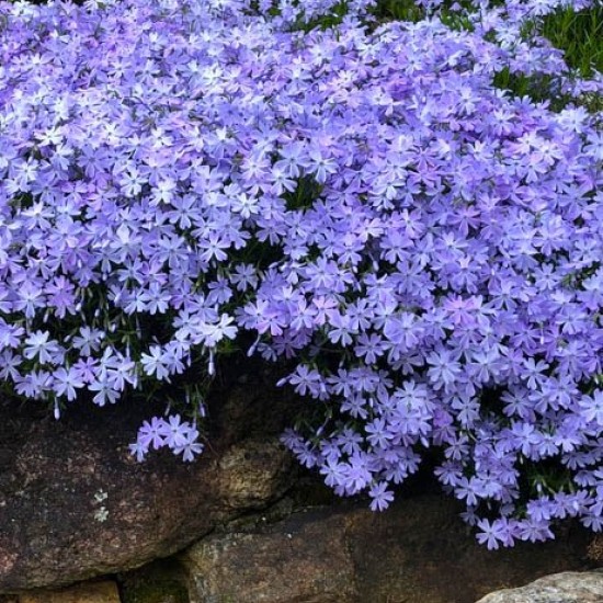 Flioksas 'Spring Blue'