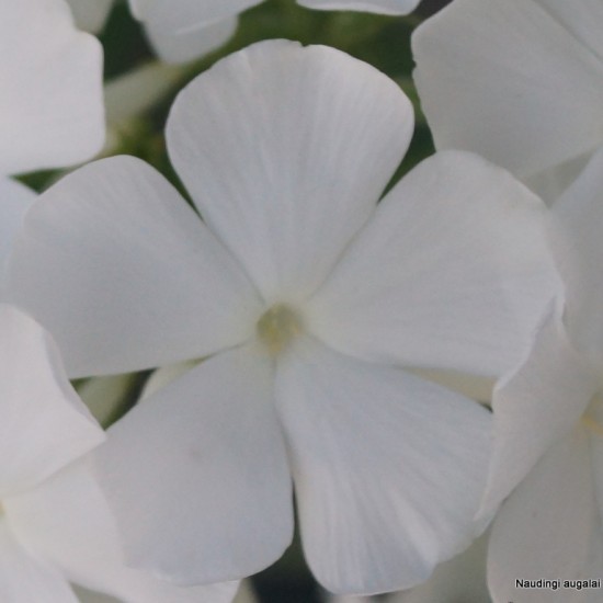 Šluotelinis flioksas ‘Alba Grandiflora’