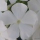 Šluotelinis flioksas ‘Alba Grandiflora’