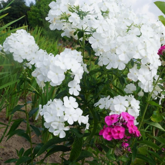 Šluotelinis flioksas ‘Alba Grandiflora’