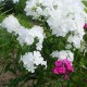 Šluotelinis flioksas ‘Alba Grandiflora’