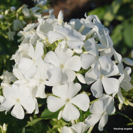 Šluotelinis flioksas ‘Alba Grandiflora’