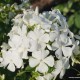 Šluotelinis flioksas ‘Alba Grandiflora’