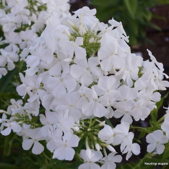 Šluotelinis flioksas ‘Alba Grandiflora’
