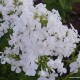 Šluotelinis flioksas ‘Alba Grandiflora’