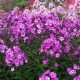 Šluotelinis flioksas ‘Purple Bicolor’
