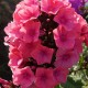 Šluotelinis flioksas ‘Windsor‘