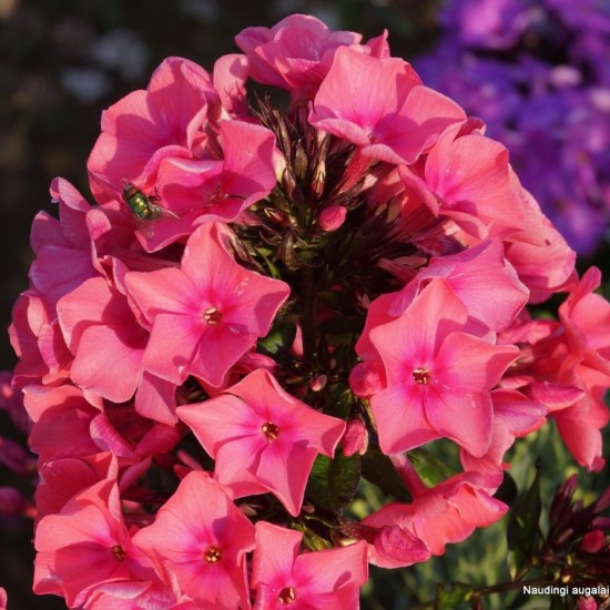 Šluotelinis flioksas ‘Windsor‘