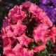 Šluotelinis flioksas ‘Windsor‘