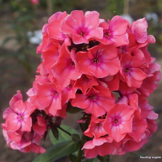 Šluotelinis flioksas ‘Windsor‘